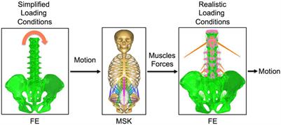 The Simulation of Muscles Forces Increases the Stresses in Lumbar Fixation Implants with Respect to Pure Moment Loading